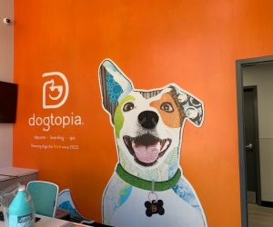 Waterford Sign Company wall mural dogtopia client 300x250
